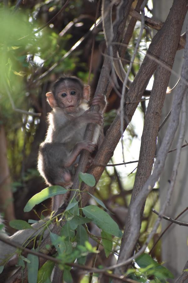 Vaibhav Home Stay ฮัมปี ภายนอก รูปภาพ